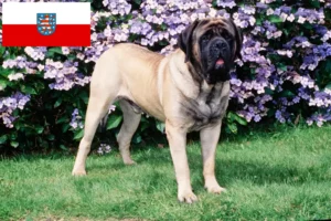 Read more about the article Crescători de mastiff și căței în Thuringia