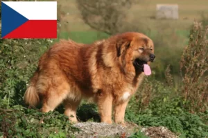 Read more about the article Tibetan Dog Breeder și căței în Republica Cehă