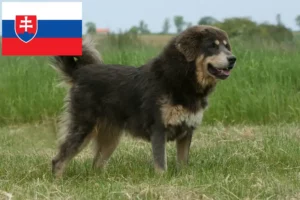 Read more about the article Tibetan Mastiff crescători și căței în Slovacia