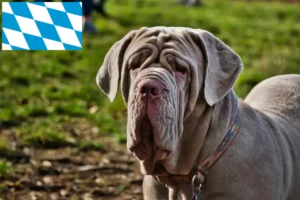 Read more about the article Mastino Napoletano crescători și căței în Bavaria
