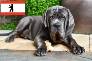 Read more about the article Mastino Napoletano crescători și căței în Berlin