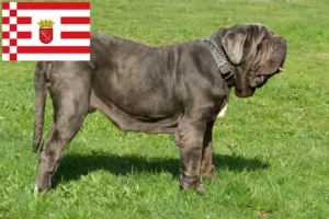 Read more about the article Mastino Napoletano crescători și căței în Bremen