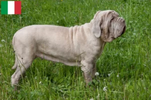 Read more about the article Mastino Napoletano crescători și căței în Italia