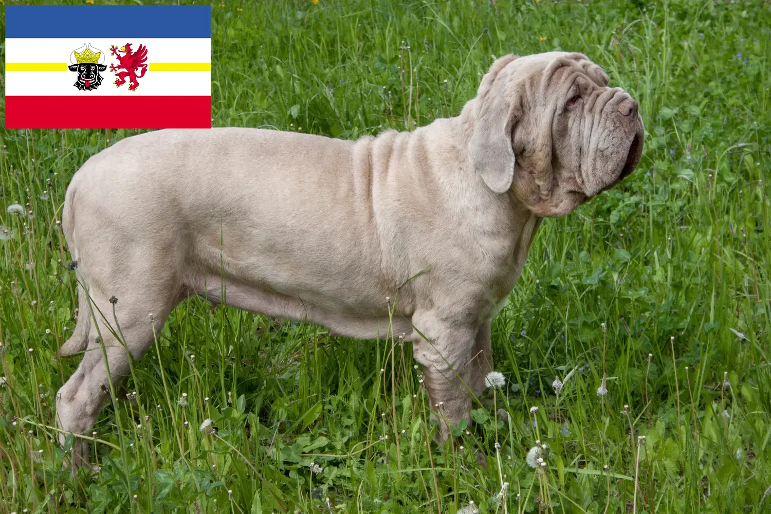 Mastino Napoletano căței și crescători Mecklenburg-Vorpommern Aici puteți găsi crescători de Mastino Napoletanos în Mecklenburg-Vorpommern.