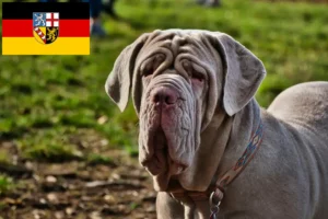 Read more about the article Mastino Napoletano crescători și căței în Saarland
