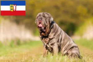 Read more about the article Mastino Napoletano crescători și căței în Schleswig-Holstein