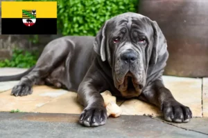 Read more about the article Mastino Napoletano crescători și căței în Saxonia-Anhalt