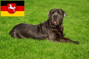 Read more about the article Mastino Napoletano crescători și căței în Saxonia Inferioară