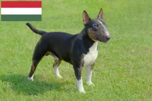 Read more about the article Crescători de Bull Terrier Miniatural și căței în Ungaria