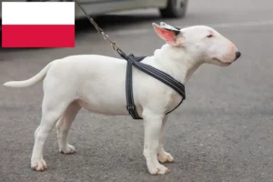 Read more about the article Miniatura Bull Terrier crescători și căței în Polonia