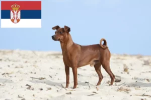 Read more about the article Pinscher Miniatural crescători și căței în Serbia