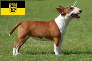 Read more about the article Crescători de Bull Terrier Miniatural și căței în Baden-Württemberg