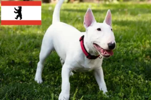 Read more about the article Miniatura Bull Terrier crescători și căței în Berlin