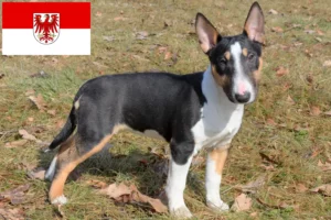 Read more about the article Crescători de Bull Terrier Miniatural și căței în Brandenburg