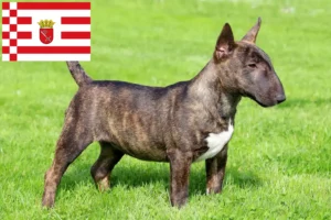 Read more about the article Miniatura Bull Terrier crescători și căței în Bremen