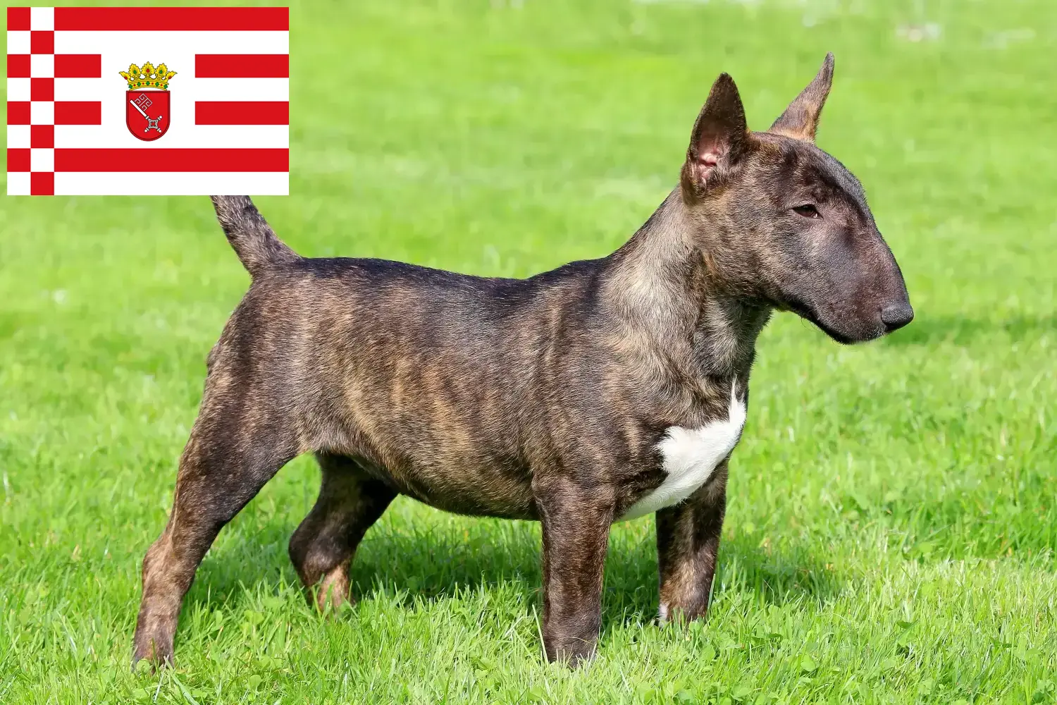 Read more about the article Miniatura Bull Terrier crescători și căței în Bremen