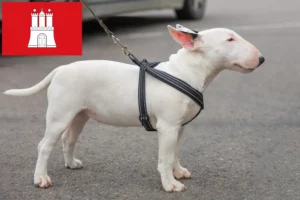 Read more about the article Miniatura Bull Terrier crescători și căței în Hamburg