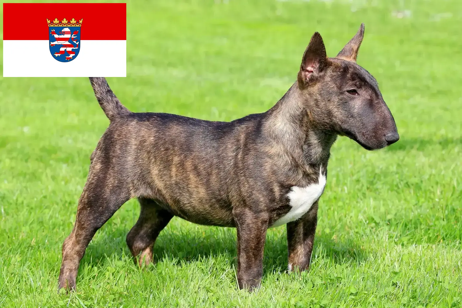 Read more about the article Miniatura Bull Terrier crescători și căței în Hessen