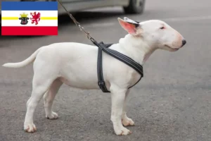 Read more about the article Crescători de Bull Terrier Miniatural și căței în Mecklenburg-Vorpommern