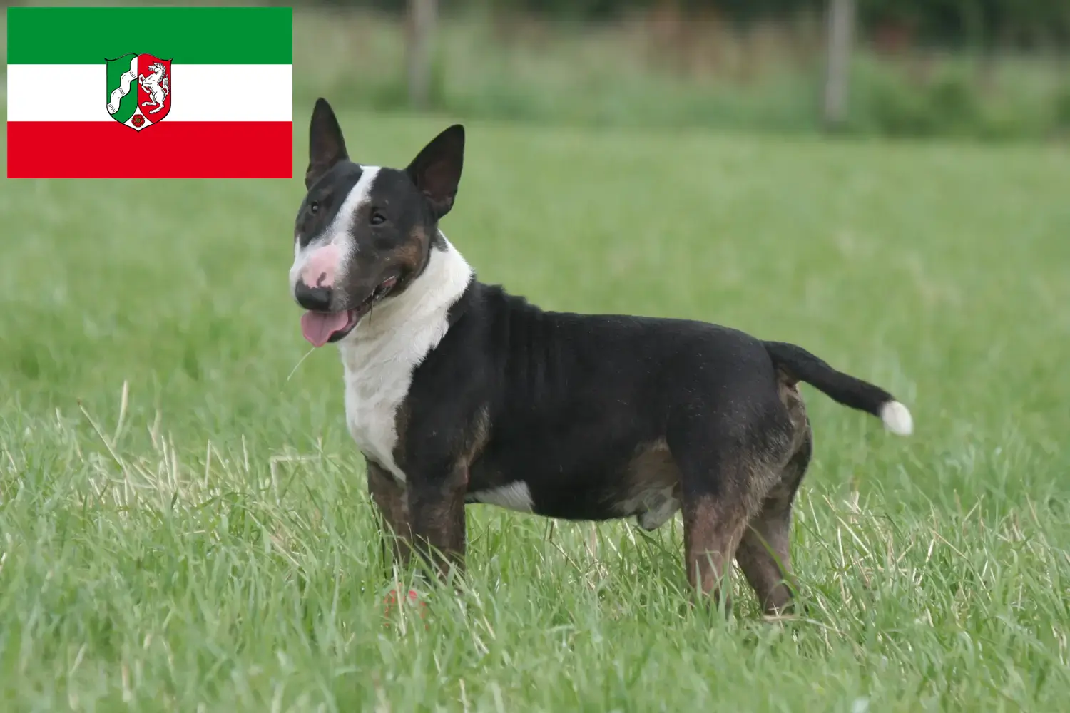 Read more about the article Crescători de Bull Terrier Miniatural și căței în Renania de Nord-Westfalia