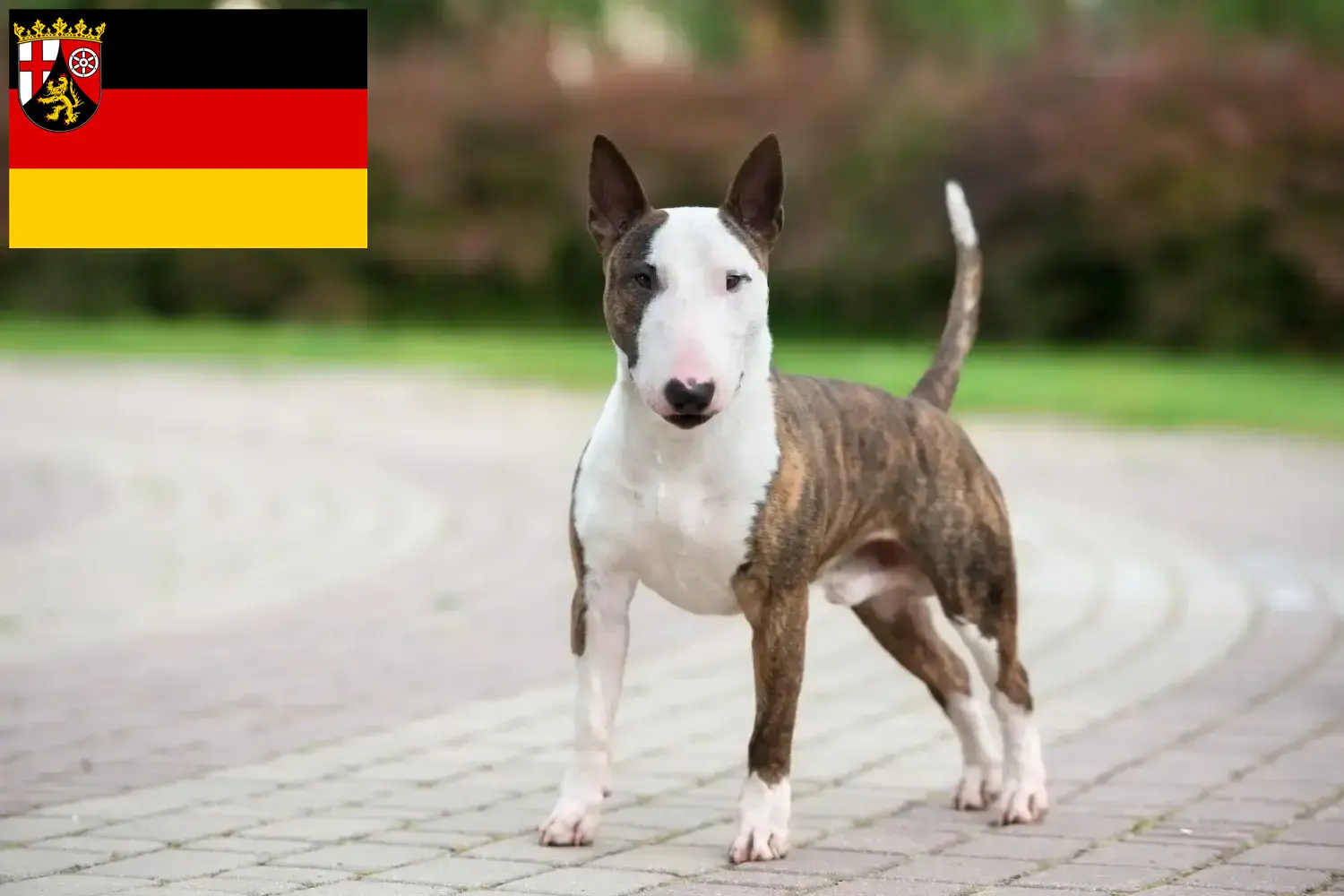 Read more about the article Crescători de Bull Terrier Miniatural și căței în Renania-Palatinat