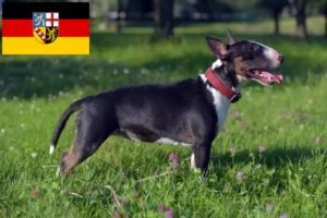 Read more about the article Crescători de Bull Terrier Miniatural și căței în Saarland