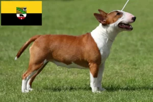 Read more about the article Crescători de Bull Terrier Miniatural și căței în Saxonia-Anhalt