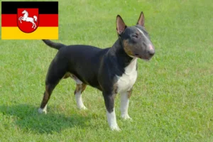 Read more about the article Crescători de Bull Terrier Miniatural și căței în Saxonia Inferioară