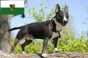 Read more about the article Crescători de Bull Terrier Miniatural și căței în Saxonia