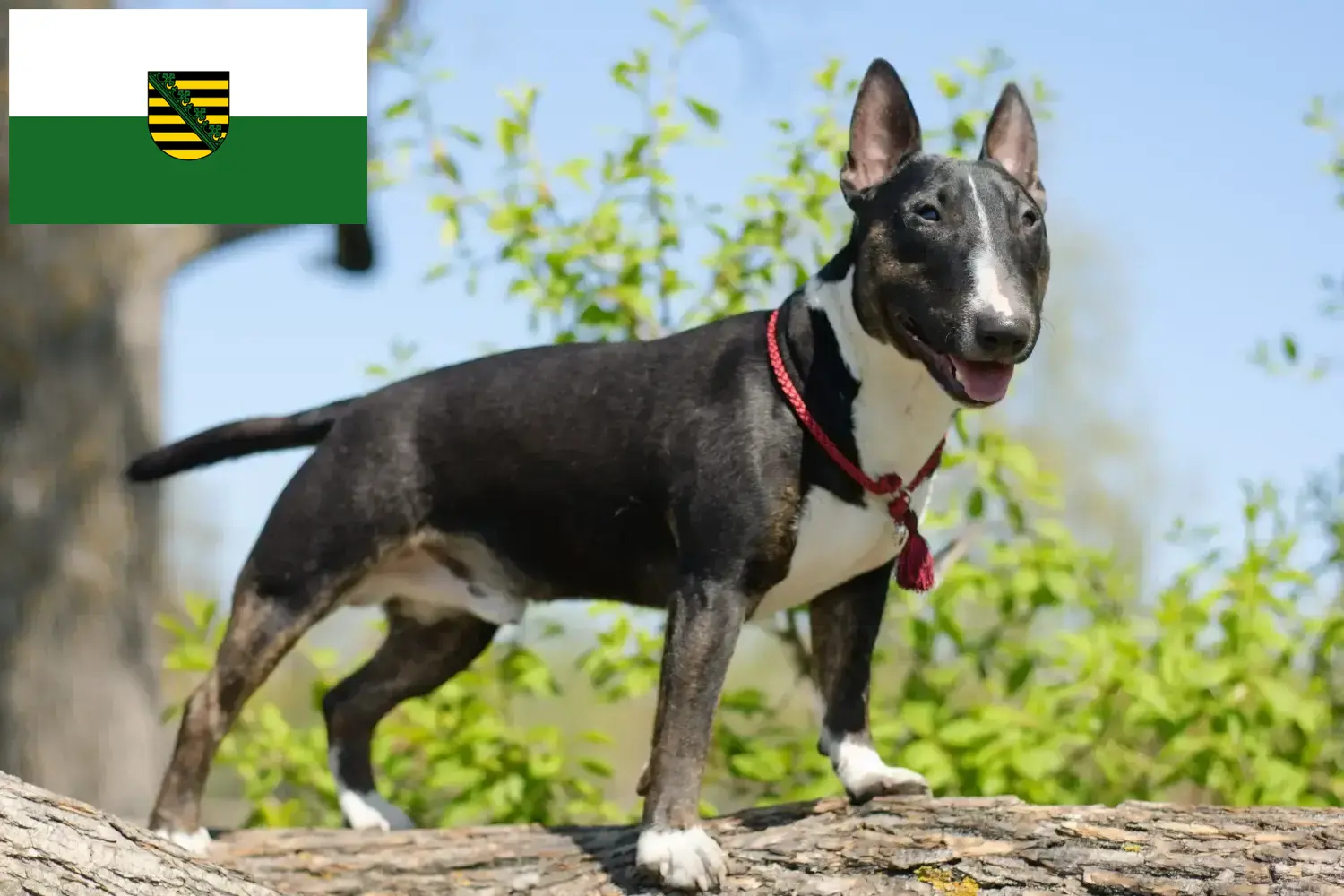 Read more about the article Crescători de Bull Terrier Miniatural și căței în Saxonia