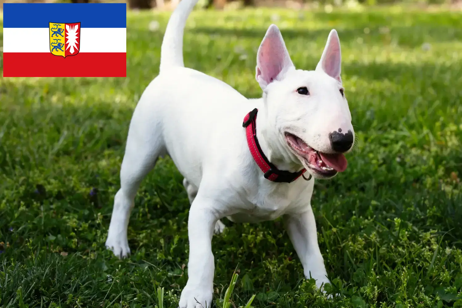 Read more about the article Crescători de Bull Terrier Miniatural și căței în Schleswig-Holstein