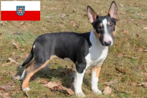Read more about the article Crescători de Bull Terrier Miniatural și căței în Thuringia
