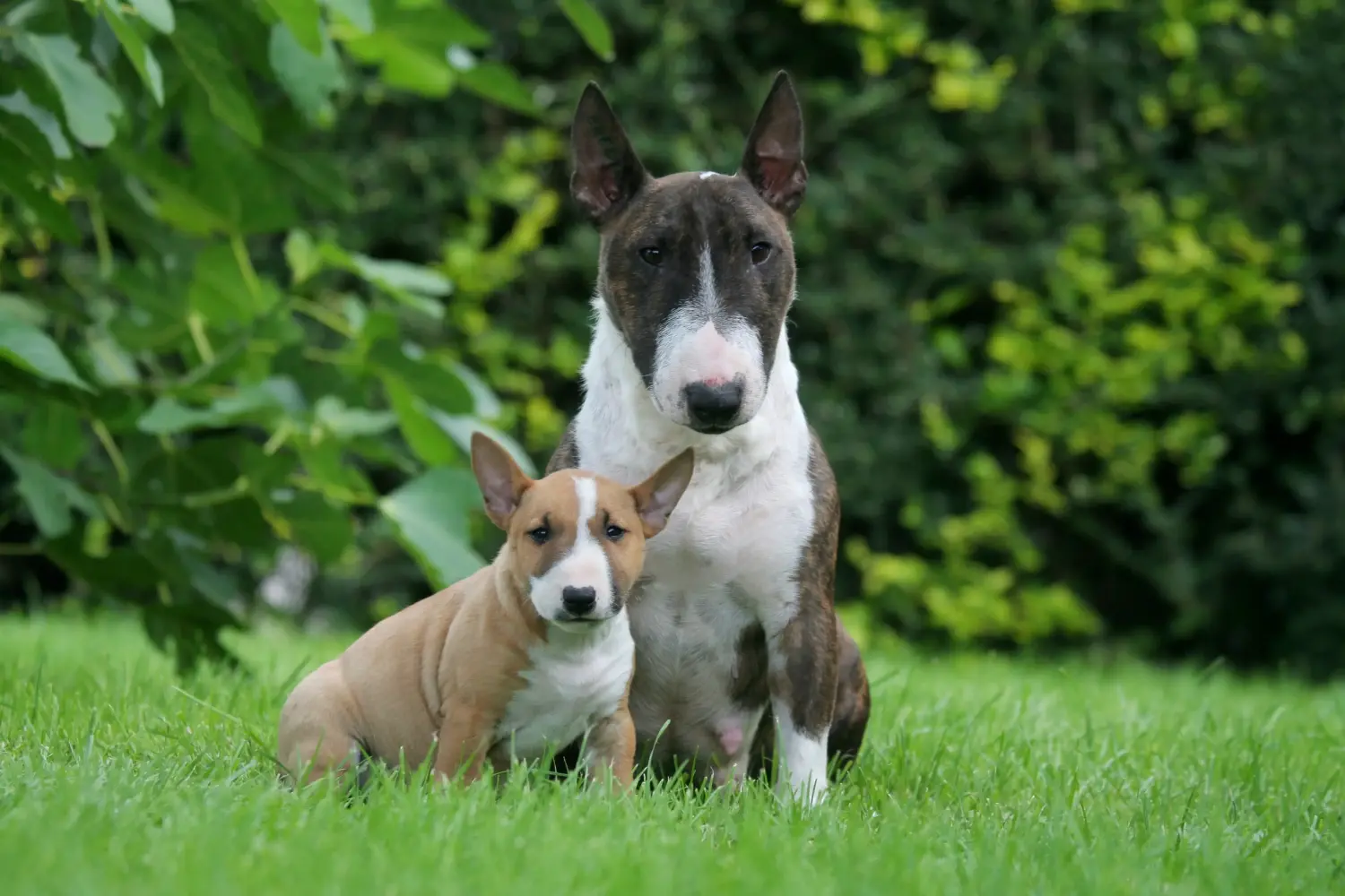Cumpărarea unui cățel Bull Terrier Miniature înseamnă asumarea responsabilității! Cumpărați căței Miniature Bull Terrier.