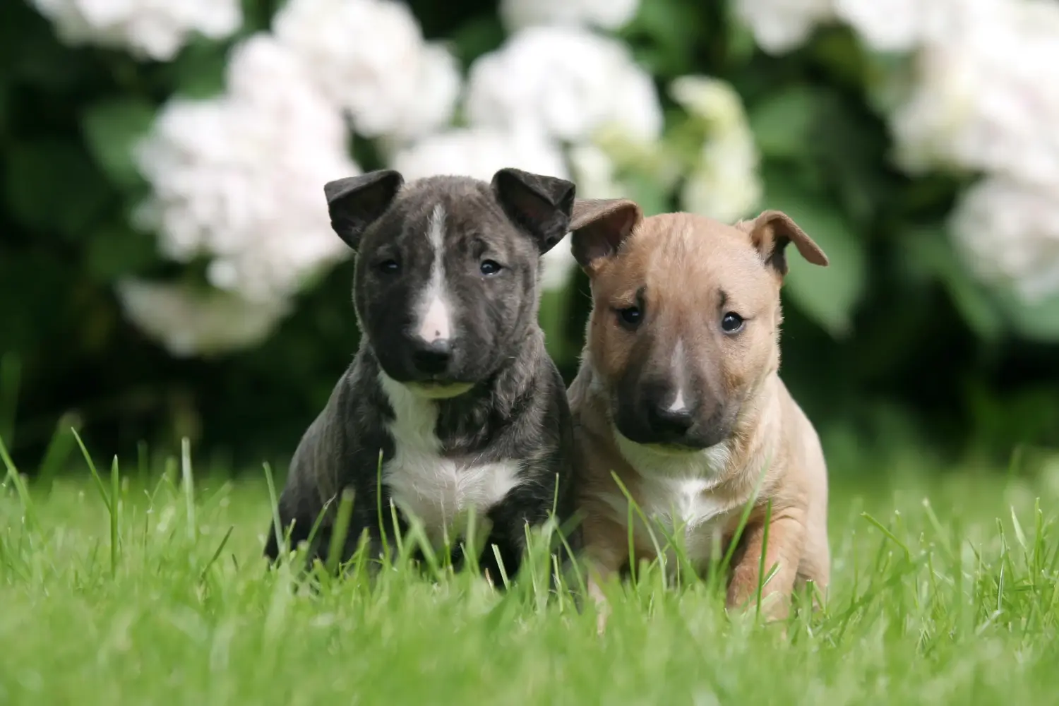 Cumpărarea unui cățel Bull Terrier Miniature înseamnă asumarea responsabilității! Cumpărați căței Miniature Bull Terrier.