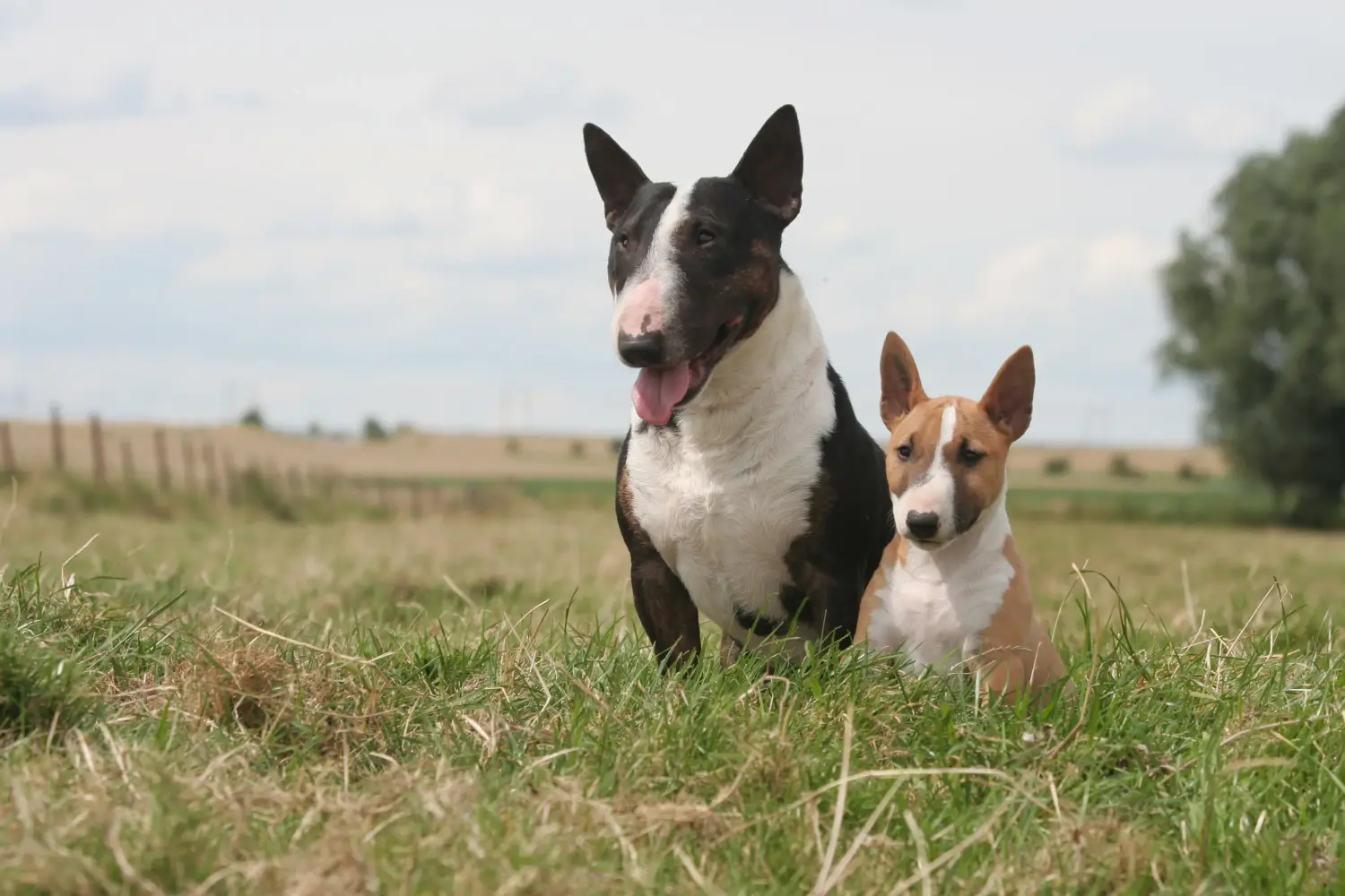 Cumpărarea unui cățel Bull Terrier Miniature înseamnă asumarea responsabilității! Cumpărați căței Miniature Bull Terrier.