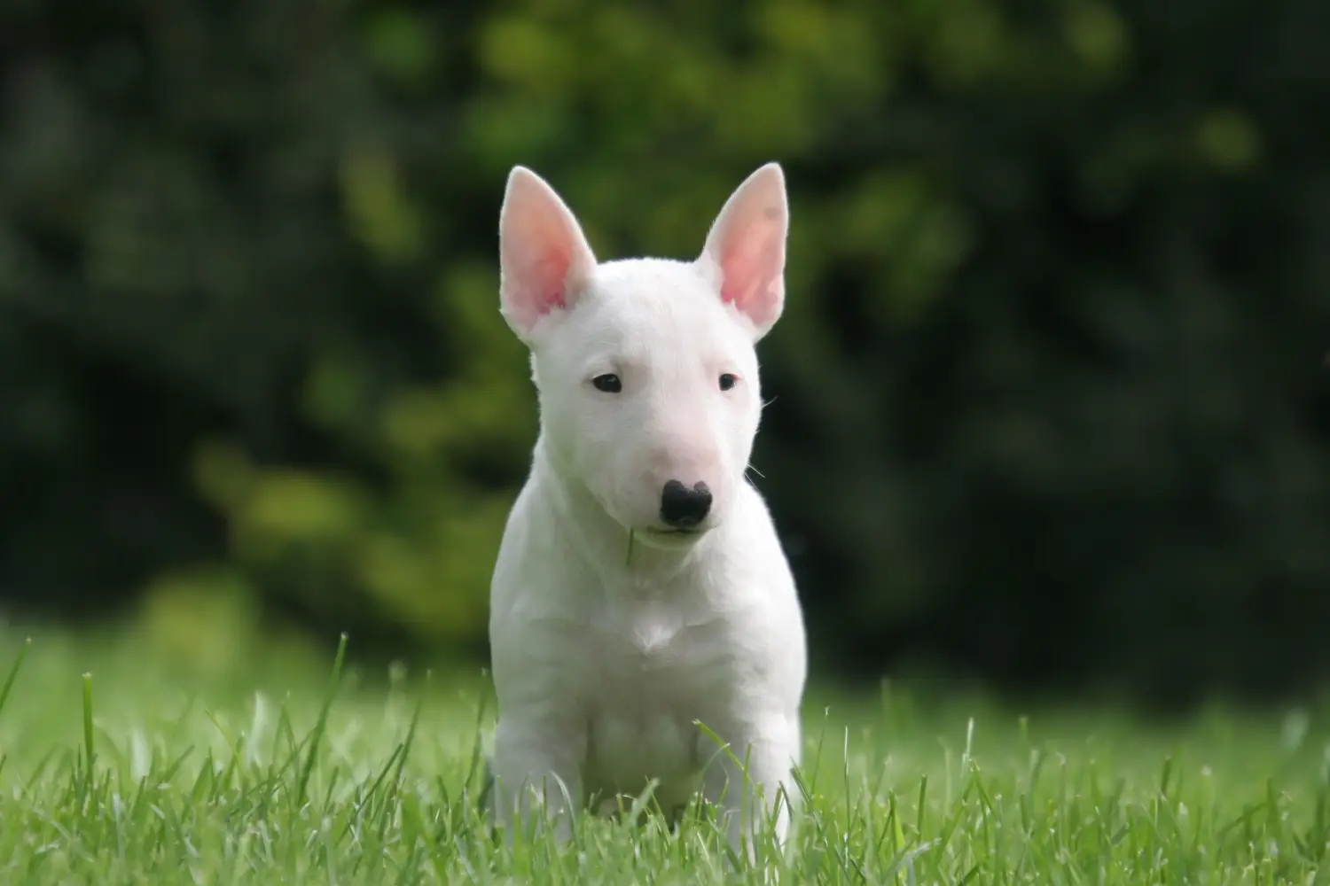 Cumpărarea unui cățel Bull Terrier Miniature înseamnă asumarea responsabilității! Cumpărați căței Miniature Bull Terrier.