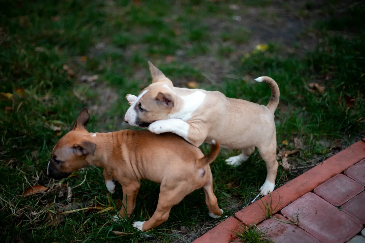 Cumpărarea unui cățel Bull Terrier Miniature înseamnă asumarea responsabilității! Cumpărați căței Miniature Bull Terrier.