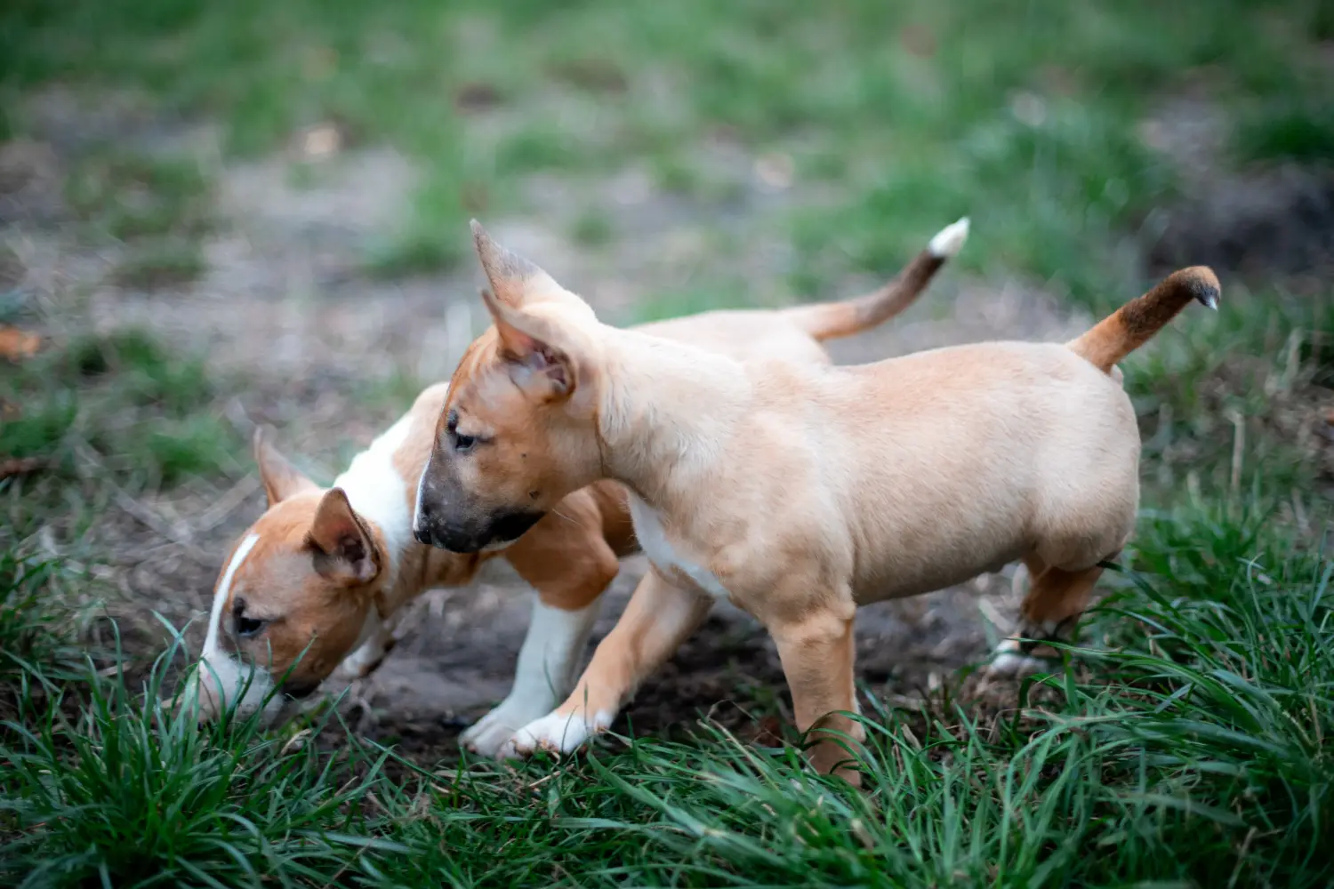 Cumpărarea unui cățel Bull Terrier Miniature înseamnă asumarea responsabilității! Cumpărați căței Miniature Bull Terrier.