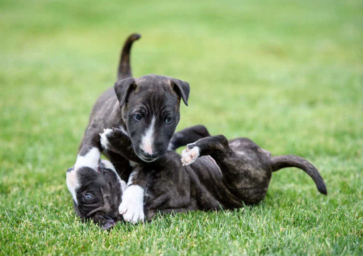 Cumpărarea unui cățel Bull Terrier Miniature înseamnă asumarea responsabilității! Cumpărați căței Miniature Bull Terrier.