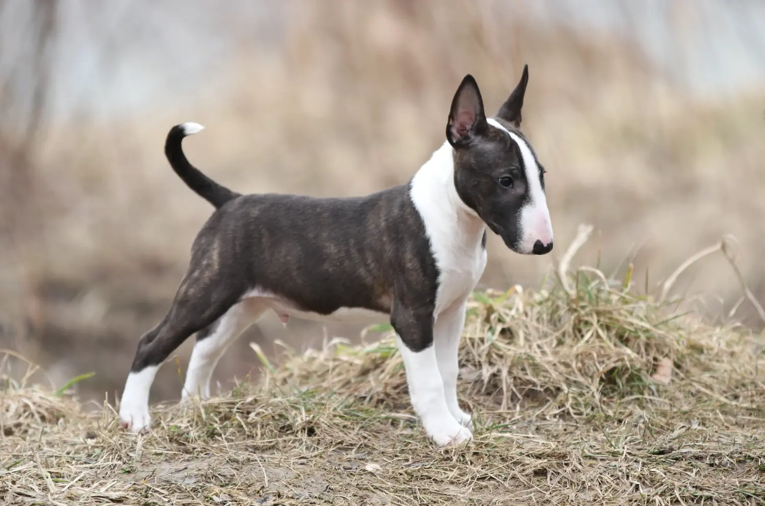 Cumpărarea unui cățel Bull Terrier Miniature înseamnă asumarea responsabilității! Cumpărați căței Miniature Bull Terrier.