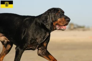Read more about the article Black and Tan Coonhound crescători și căței în Baden-Württemberg
