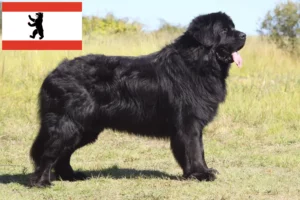 Read more about the article Newfoundland crescători și căței în Berlin