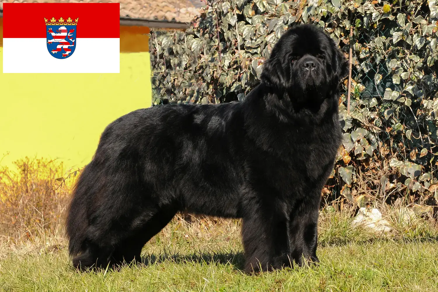 Read more about the article Newfoundland crescători și căței în Hessen