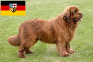 Read more about the article Newfoundland crescători și căței în Saarland