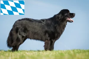 Read more about the article Newfoundland crescători și căței în Bavaria