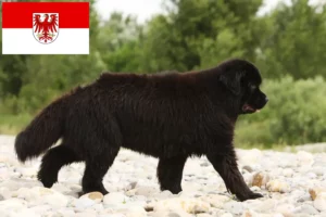 Read more about the article Newfoundland crescători și căței în Brandenburg