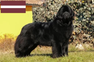 Read more about the article Newfoundland crescători și căței în Letonia