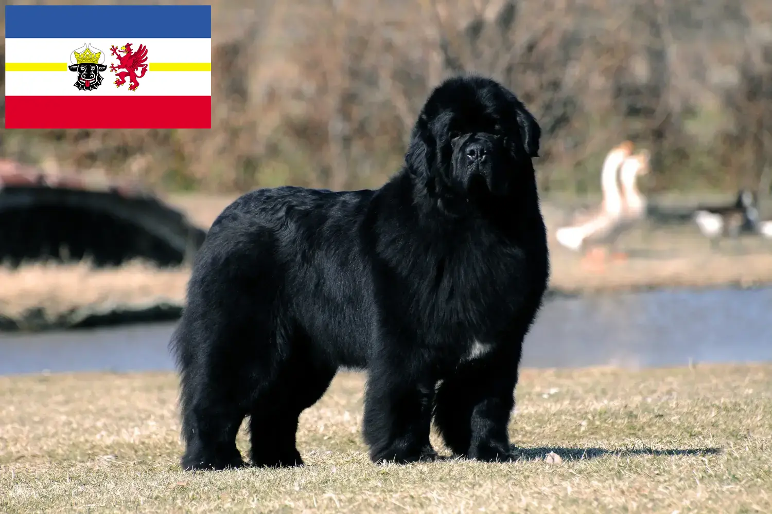 Read more about the article Newfoundland crescători și căței în Mecklenburg-Vorpommern