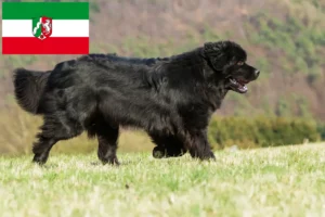 Read more about the article Newfoundland crescători și căței în Renania de Nord-Westfalia