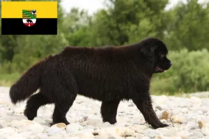 Read more about the article Newfoundland crescători și căței în Saxonia-Anhalt